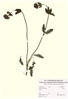 藏品(馬先蒿)的圖片